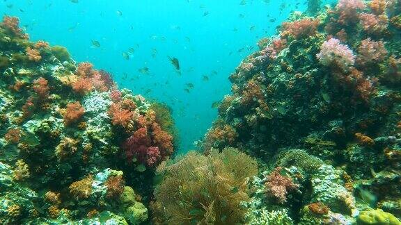 壮观的软珊瑚花园和柳珊瑚在热带海水与一群小鱼的水下海景