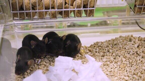 棕色的实验室老鼠实验和开发药物