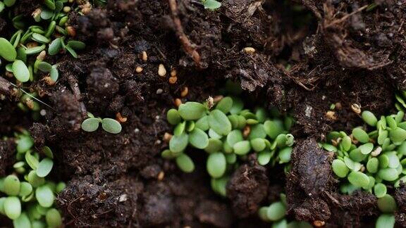 新鲜的幼苗在大地上发芽了