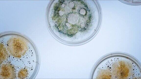 漂亮的小培养皿里有彩色的真菌霉菌放在发光的白色桌子上摄像机拍下他们围成一圈
