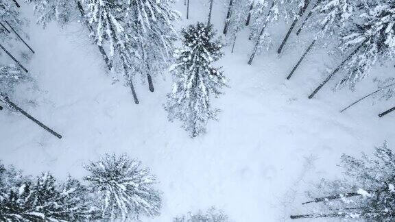 空中的积雪覆盖的森林树木