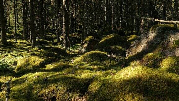 爱沙尼亚森林里跳舞的松树影阳光流逝
