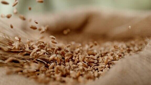 谷物落入一袋小麦作物