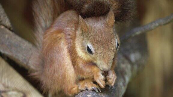 一只松鼠坐在树枝上吃坚果的特写
