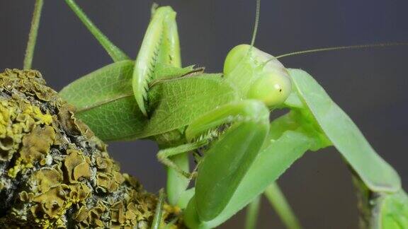 大型雌性绿色螳螂在长满苔藓的树枝上吃着绿色的蚱蜢外高加索树螳螂(Hierodulatranscaucasica)