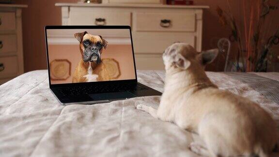 可爱的狗狗坐在床上的笔记本电脑前和他的狗朋友在卧室里进行视频通话