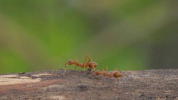 红蚂蚁在森林里的树上行走
