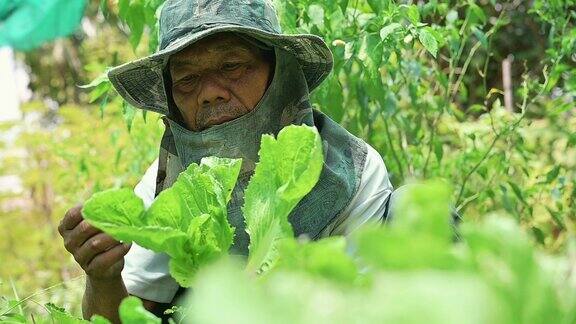 亚洲农民在有机菜园工作