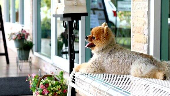 博美犬坐在椅子上等待主人
