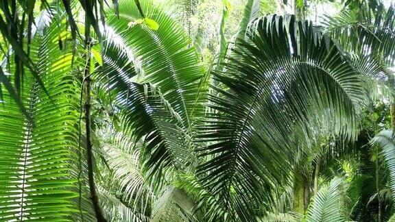 穿过一片热带森林在一棵蕨类树的大叶子之间