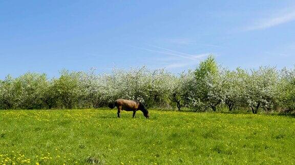 Нorse放牧在绿色的田野上背景是盛开的苹果园