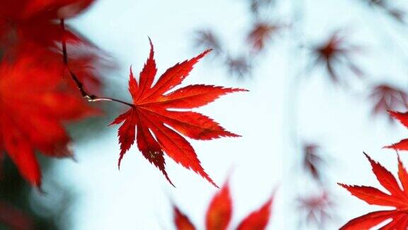 秋天枫叶在湛蓝的天空下飘落的超慢动作