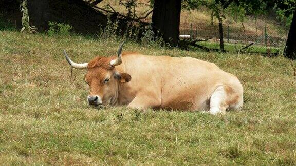 美丽的棕色阿斯图里亚西班牙奶牛大角休息在牧场与绿色的草