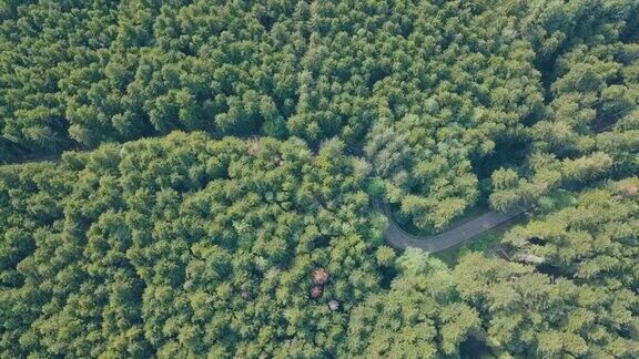 森林中移动汽车的道路鸟瞰图