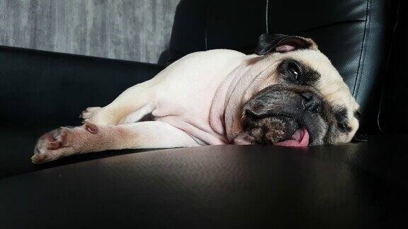可爱的小狗哈巴狗在沙发上睡觉伸着舌头打鼾