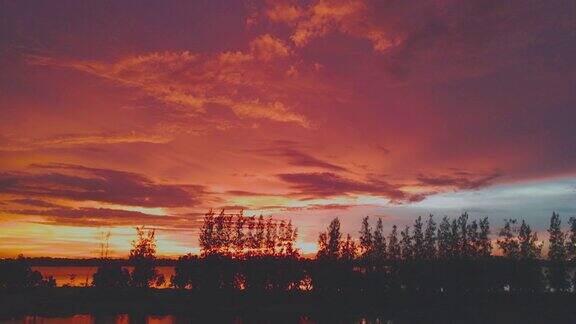 红色美丽的日落天空在松树平移拍摄
