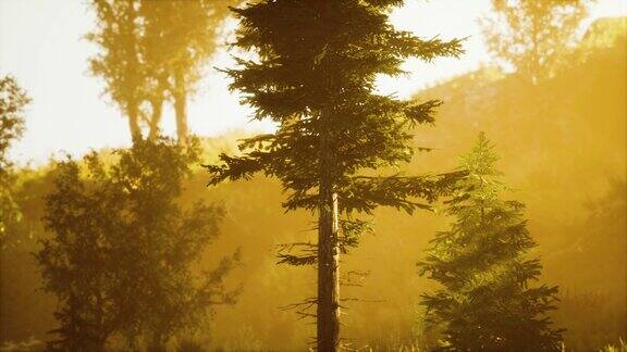 针叶林深处神奇的阳光穿过树木