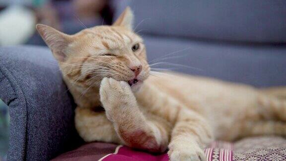 红色虎斑猫躺在沙发上梳理自己的特写