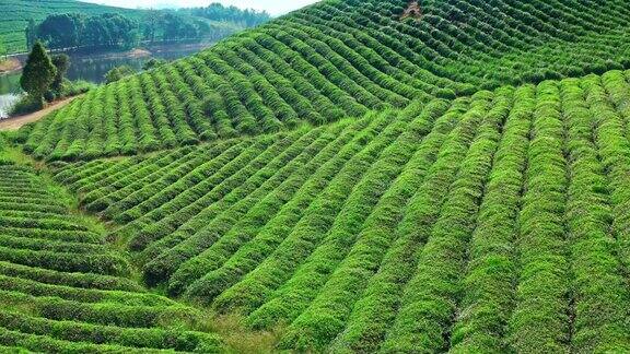 杭州绿茶种植的航拍镜头