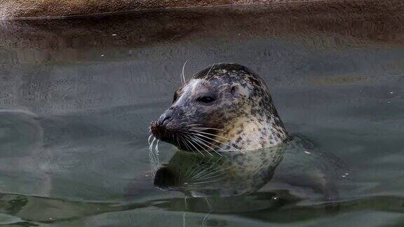 (Phocavitulina)把头探出水面海豹在水里休息