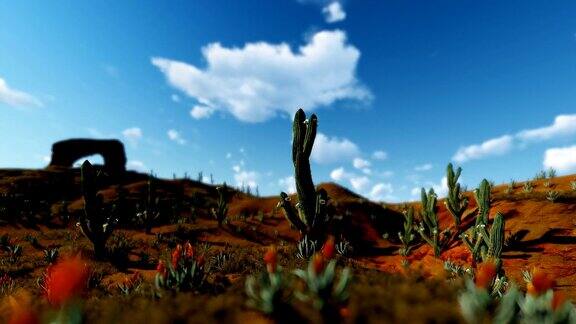 沙漠中的撒瓜罗仙人掌对着延时云摄像机平移4K