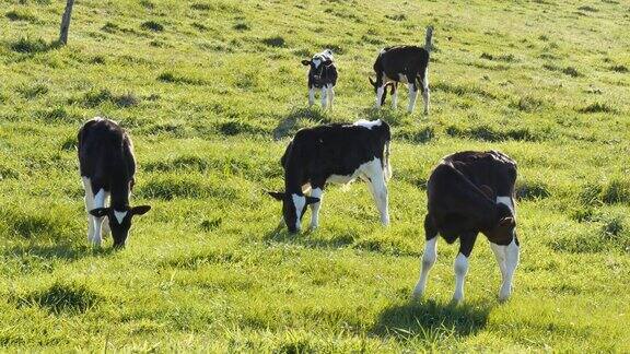 在绿色草地上吃草的牛
