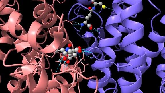 人谷胱甘肽转移酶(GST)A1-1与谷胱甘肽复合物的晶体结构
