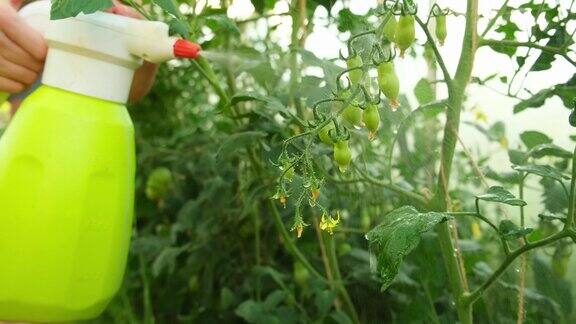 园艺和农业概念农场女工手持喷雾器为番茄植株浇水施肥女人在家里的温室园艺温室生产蔬菜食品生产