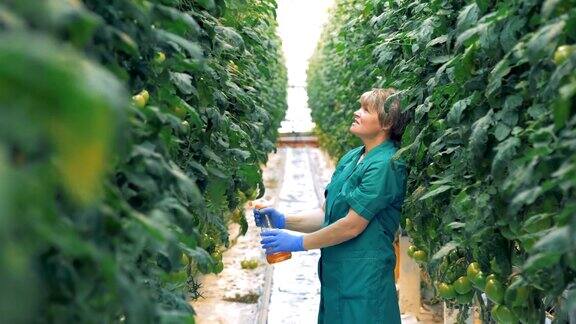 温室工作人员正在给番茄幼苗喷洒农药
