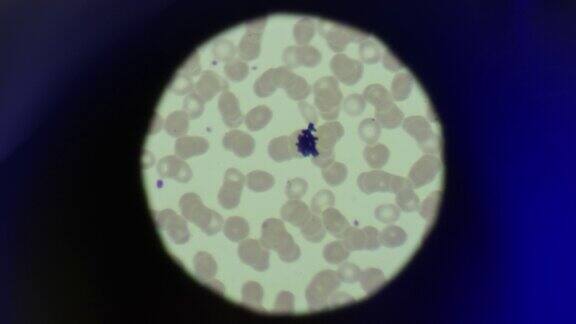 通过显微镜看到的生物细胞