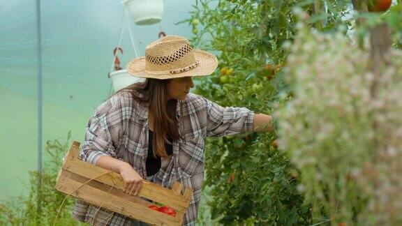 女农民在温室的板条箱里收集新鲜的西红柿