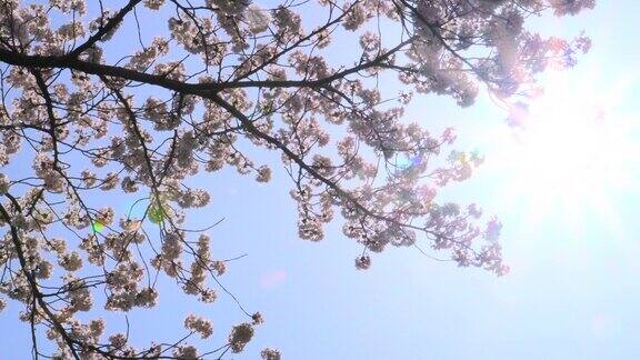 樱花映衬着湛蓝的天空