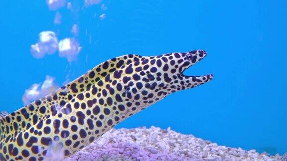 海洋生物在水族箱里鱼儿在游泳