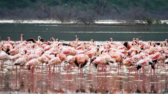 在肯尼亚博戈里亚湖用平底锅拍摄火烈鸟