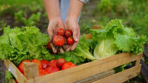 在蔬菜园农夫把刚收获的西红柿放进板条箱的脏手特写