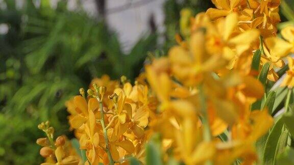 植物园里盛开的橘黄色兰花