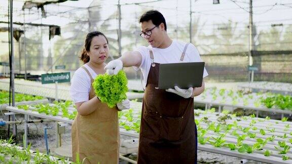 亚洲农民夫妇检查有机水培蔬菜种植农场