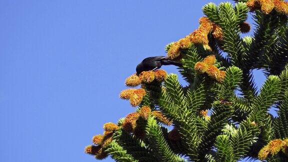 鸟吃南洋杉的种子