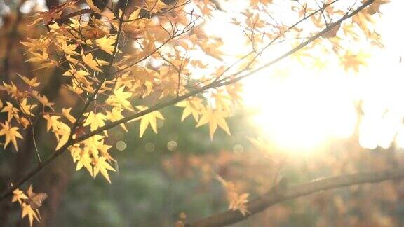 直接看着橙色的枫叶与阳光