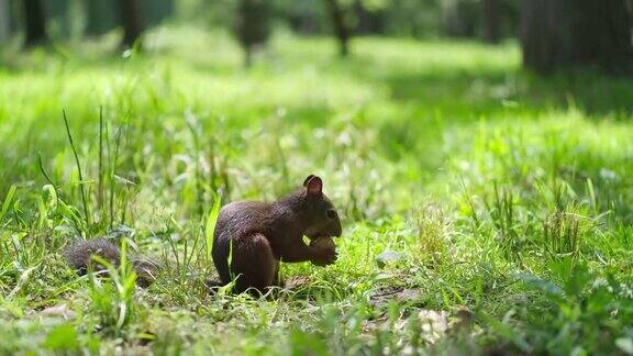 一只松鼠正坐在森林里的绿草地上试图打开一个核桃壳