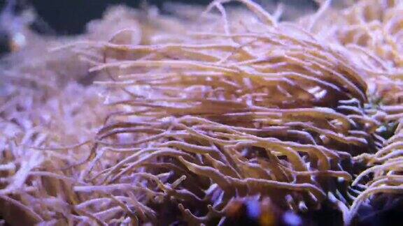 珊瑚中的珊瑚