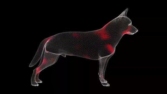 病毒通过黑色背景单色动物旋转体传播病毒在体内的可视化演示教程视频医学概念60FPS3D动画