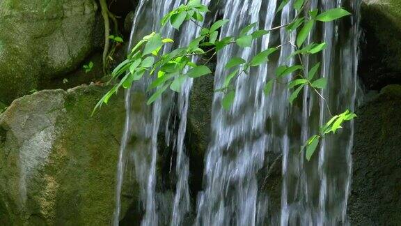 小瀑布和摇曳的绿枝