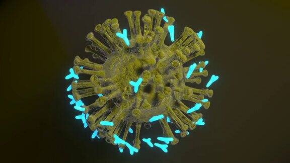 抗体攻击病毒的细胞