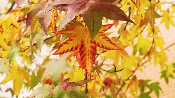 多彩的秋叶色彩美国枫香