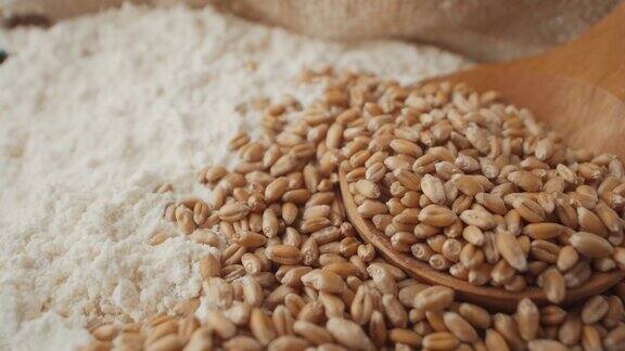 小麦粒和白面粉宏