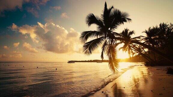 大海日出蓬塔卡纳多米尼加共和国沙滩上的棕榈树