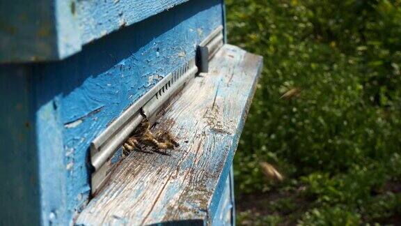 蜜蜂飞进飞出蜂箱的近景