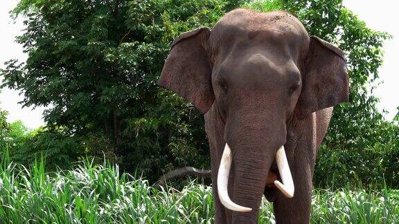 泰国素林的大象