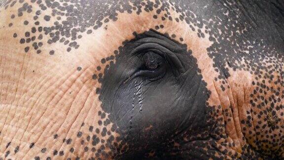 大象眼中流出眼泪的4k特写视频哭的动物虐待和残忍对待动物